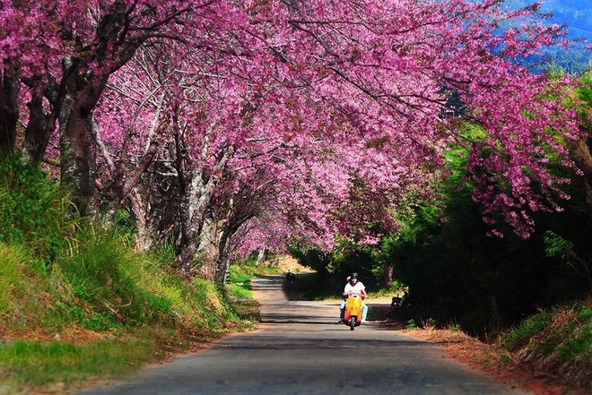 "SĂN" HOA ANH ĐÀO TẠI CHIANG MAI